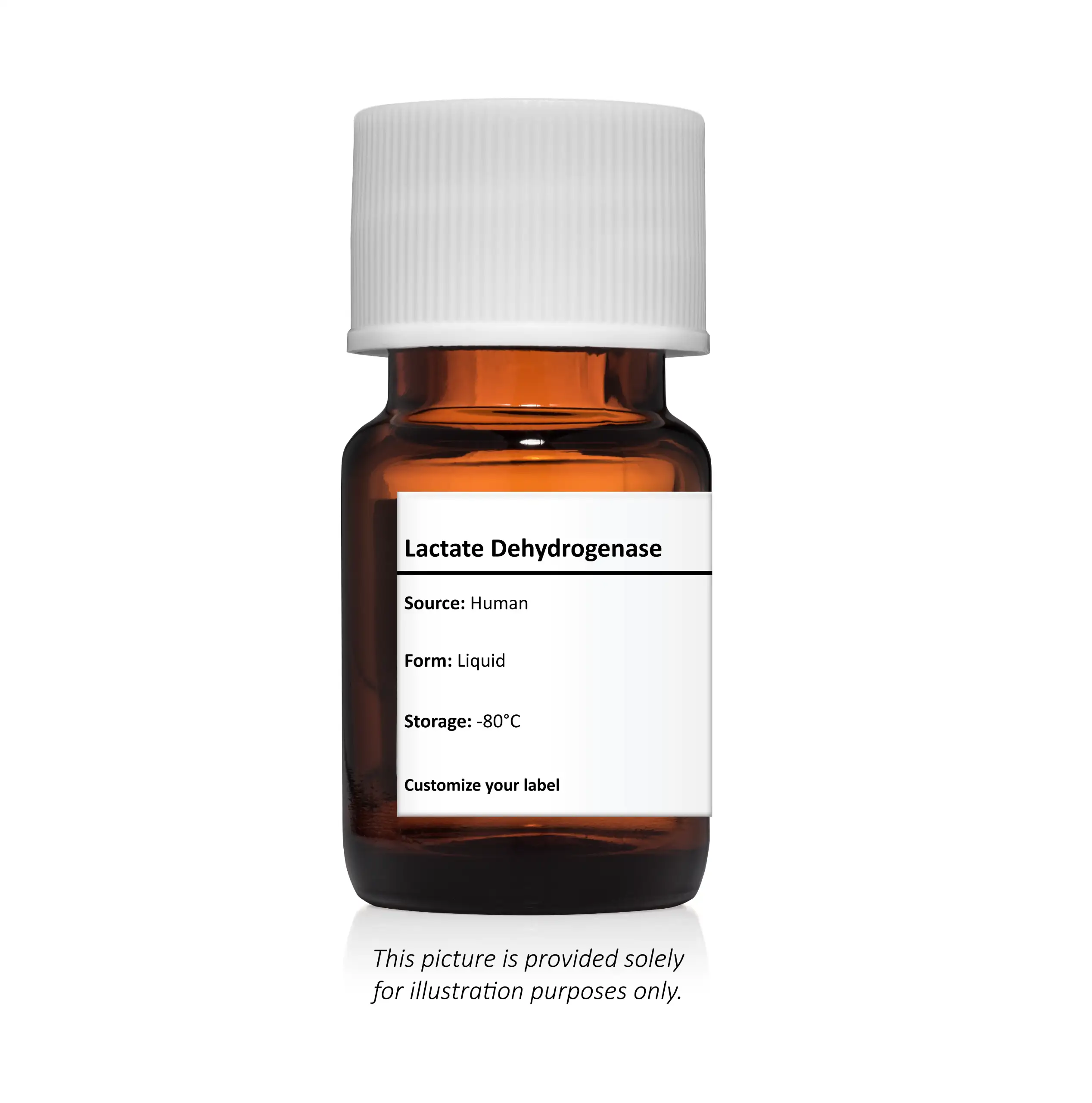 Lactate Dehydrogenase (Lactic Dehydrogenase/LDH/ LD)
